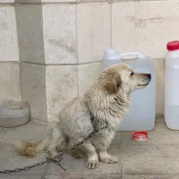 سگ باهوش|سگ|شیروان (خراسان), |دیوار