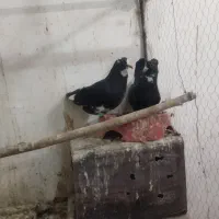 یک جفت پلنگ