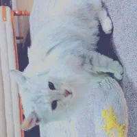 یک جفت گربه