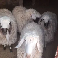 بره و شیشک|حیوانات مزرعه|سبزوار, قصبه شرقی|دیوار