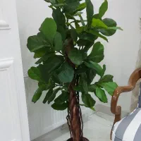 گل مصنوعی کاملا سالم ونو