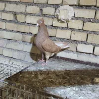 کبوتر دمسفید