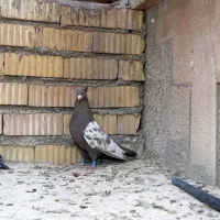 جفت سینه قهوه‌ای هوایی به شرط تخم و جوجه