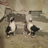 کفتر|پرنده|صوفیان, |دیوار