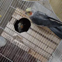 عروس هلندی مولد به شرط جوجه دهی|پرنده|کرج, شهرک سهرابیه|دیوار