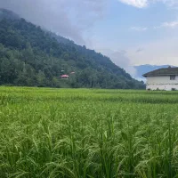 چتر سایبان درجه یک