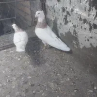 طوقی|پرنده|شیراز, کرونی(خاتونک)|دیوار