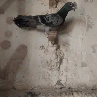 دوستان پرشین کفتر چاشنین