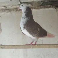 کفتر نر وماده