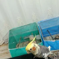 عروس هلندی|پرنده|نقده, |دیوار