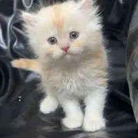 بچه گربه طلایی