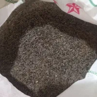 زیره کوهی درجه یگ