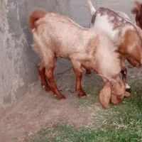 چپش،نری یک ساله