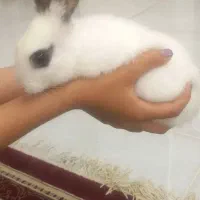 خرگوش