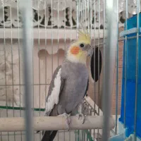 عروس هلندی