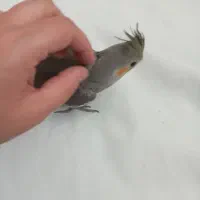 طوطی عروس هلندی