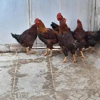 چند عدد خروس و غاز