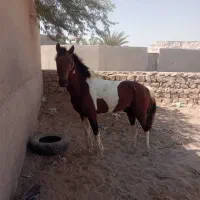 اسب ارام|اسب و تجهیزات اسبسواری|قشم, |دیوار