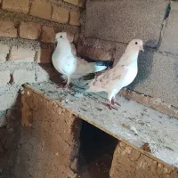 3تا تکپر زمانتی