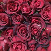 فروش عمده بوته گل رز هلندی - ۵۰ هزار تومان