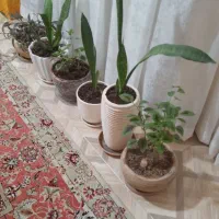 ۶  عدد گلدان بزرگ آپارتمانی با گلهای طبیعی و زیبا|گل و گیاه طبیعی|تهران, حکیمیه|دیوار