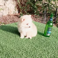 سگ پامر خرسی سایز ریز توله سفید (پامرانین)|سگ|قائمشهر, |دیوار