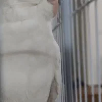 عروس آلبینو|پرنده|تهران, دولاب|دیوار