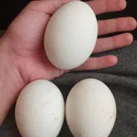 تخم غاز نطفه دار