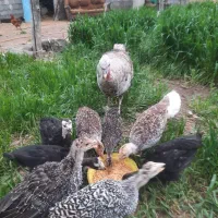 جوجه بوقلمون با مادر
