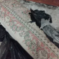 فرش ماشینی|فرش|گرمدره, |دیوار