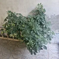 گل اپارتمانی