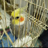 عروس هلندی|پرنده|لاهیجان, بازکیاگوراب|دیوار