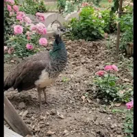 طاووس ماده