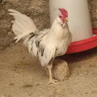 خروس گلین