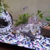 کت فیش|ماهی|فردیس, سرحدی|دیوار