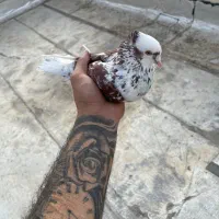 یک تیپ کفتر شهرستانی و تهرانی طوقی چادری