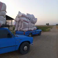 کاه گندم در روستای چاهشیرین