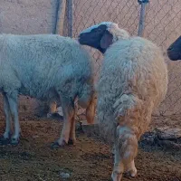 میش‌سنجابی‌جوان|حیوانات مزرعه|کرمانشاه, |دیوار