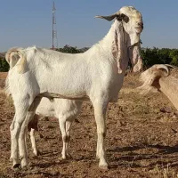 تکه گلابی