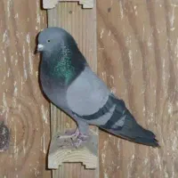 کبوتر سز نرو ماده