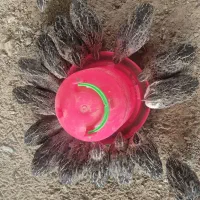 اجاره سوله ۲۰۰ متری قهجاورستان با برق و اب