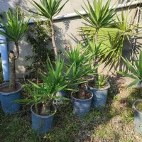 یوکا بنسای|گل و گیاه طبیعی|رودسر, |دیوار