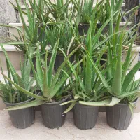 گل الوعه ورا|گل و گیاه طبیعی|گرگان, |دیوار