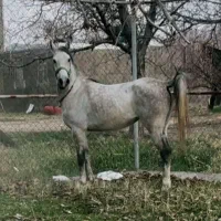 مادیون زیبا و سواریدار