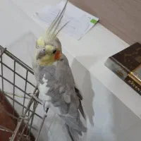 فروش عروس هلندی