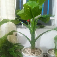 گل طبیعی