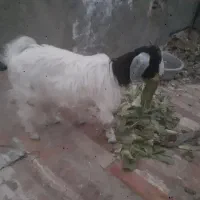 بزغاله چاق وسرحال پول لازمم|حیوانات مزرعه|مشهد, بهمن|دیوار