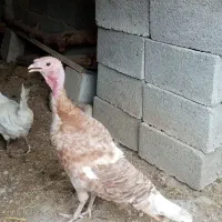 بوقلمون ماده