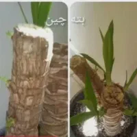 تغذیه مناسب گل