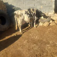 گاو|حیوانات مزرعه|بجنورد, |دیوار